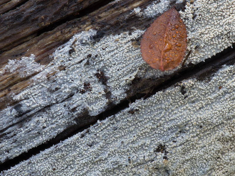 Alutaceodontia alutacea